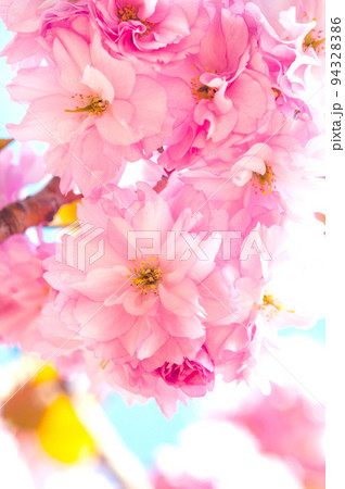 Delicate pink sakura flowers in the spring garden close-up Delicate pink sakura flowers in the spring garden close-up 94328386