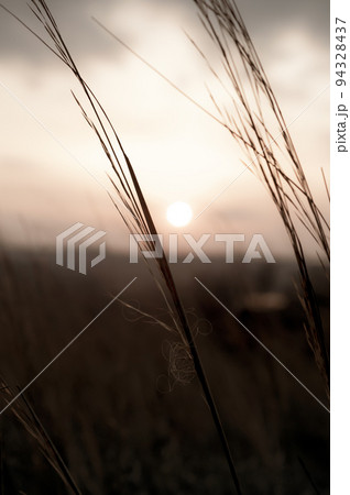 Stems of dry tall grass against the background of the setting sun, yellowed meadow grass. Stems of dry tall grass against the background of the setting sun, yellowed meadow grass. 94328437