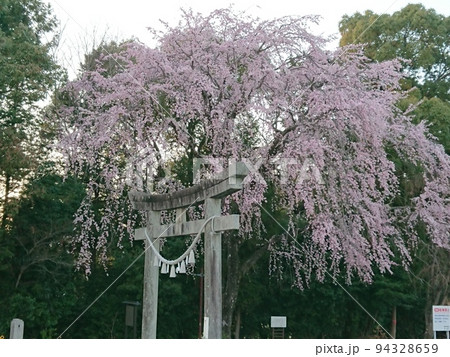 満開の神社の枝垂れ桜 94328659