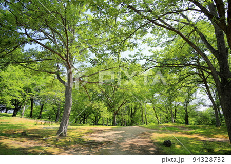 初夏の公園　アベマキの林 94328732