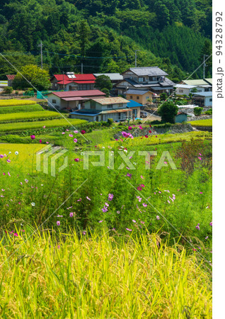 秋桜が咲く里の景色　平林の原風景 94328792