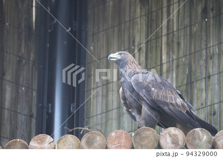 〔石川県能美市・いしかわ動物園〕石川県の県鳥 希少生物のイヌワシ 空の覇者 〔石川県能美市・いしかわ動物園〕石川県の県鳥 希少生物のイヌワシ 空の覇者 94329000