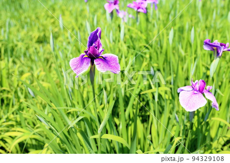 ハナショウブの花 潮来 ハナショウブの花 潮来 94329108