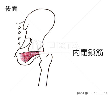 股関節 内閉鎖筋 イラストのイラスト素材