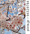 桜 94329784