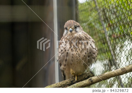 動物園のチョウゲンボウのメス 94329872