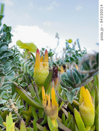Various ornamental plants in the open-air park. 94330014