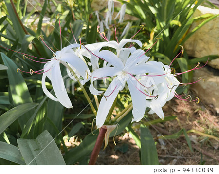 White cape lily,, crinum lily, with dark background. Crinum asiaticum, Giant Crinum Lily Spider Lily White cape lily,, crinum lily, with dark background. Crinum asiaticum, Giant Crinum Lily Spider Lily 94330039