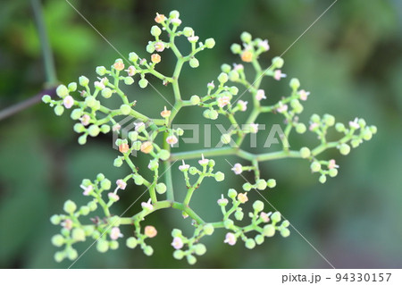 藪枯らし(ヤブカラシ)の花 藪枯らし(ヤブカラシ)の花 94330157