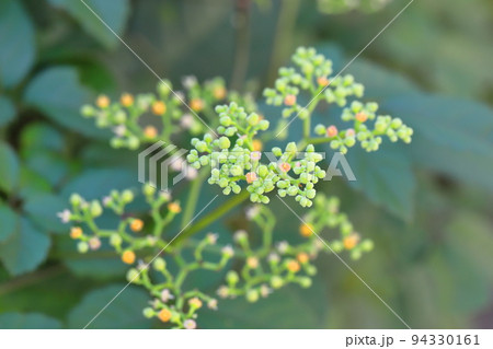 藪枯らし（ヤブカラシ）の花 94330161