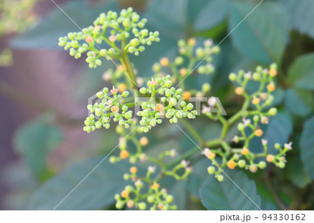 藪枯らし（ヤブカラシ）の花 94330162