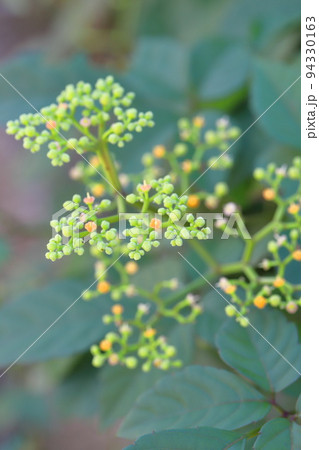 藪枯らし(ヤブカラシ)の花 藪枯らし(ヤブカラシ)の花 94330163