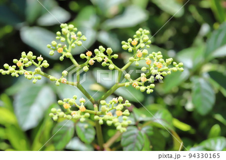 藪枯らし(ヤブカラシ)の花 藪枯らし(ヤブカラシ)の花 94330165