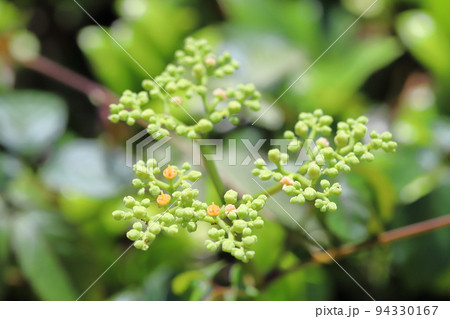 藪枯らし(ヤブカラシ)の花 藪枯らし(ヤブカラシ)の花 94330167