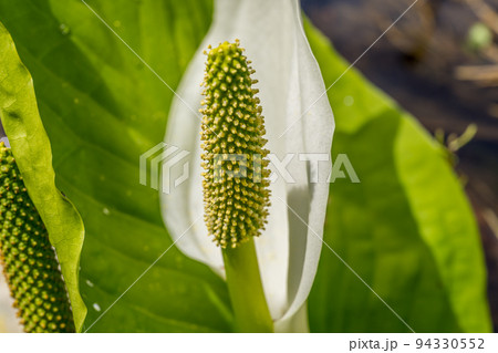 春の日差しと湧水の流れる場所に咲く水芭蕉 94330552