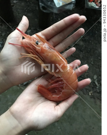 海老 海老 94330652