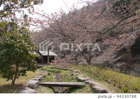 春はまだか？桜の蕾 94330788