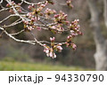 開花はもうすぐ？桜の蕾 94330790