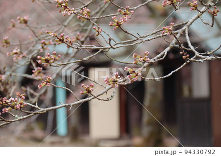 開花はもうすぐ？桜の蕾 94330792