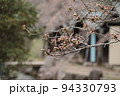 開花はもうすぐ？桜の蕾 94330793