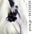 Portrait of a young black and white cat lying on a blanket 94330836