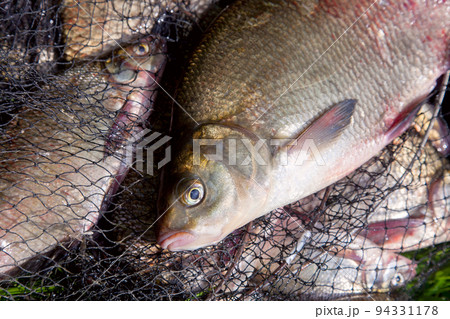 Successful fishing - big freshwater bream fish on keepnet with fishery catch in it.. Successful fishing - big freshwater bream fish on keepnet with fishery catch in it.. 94331178