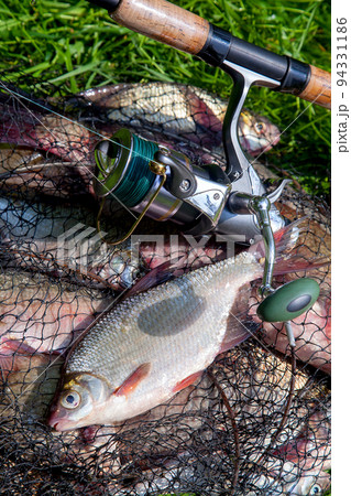 Single freshwater white bream or silver bream on keepnet with bronze breams or carp breams on green grass and fishing rod with reel on natural background.. 94331186