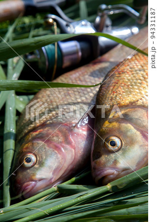Close up view of big freshwater common bream fish on keepnet.. Close up view of big freshwater common bream fish on keepnet.. 94331187