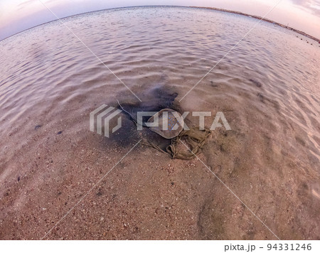 Blue spotted Stingray (Taeniura Lymma) on sand at coral reef.. Blue spotted Stingray (Taeniura Lymma) on sand at coral reef.. 94331246