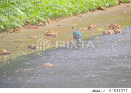 キンバト 94331577