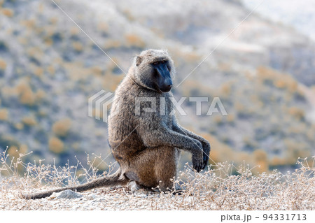 Chacma baboon, Ethiopia, Africa wildlife Chacma baboon, Ethiopia, Africa wildlife 94331713