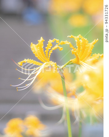 黄色い彼岸花 94331726