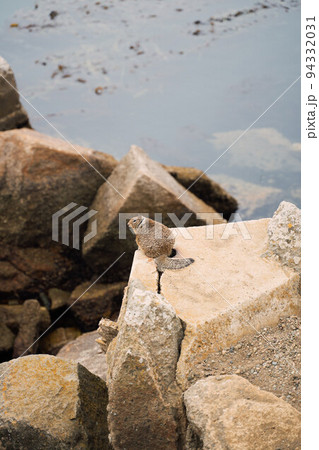 fat brown California ground squirrel in Morro Bay. Pacific wildlife and travelling along highway 101 94332031