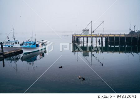 Endangered sea Otter nursery in Morro Bay marina California on a hazy morning. Wildlife preservation 94332041