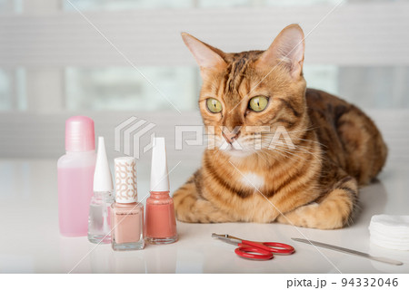 Bengal cat in a home beauty salon with nail polishes, clippers on the table. Bengal cat in a home beauty salon with nail polishes, clippers on the table. 94332046