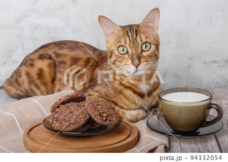 Bengal cat, a cup of milk and cookies on a wooden table. Bengal cat, a cup of milk and cookies on a wooden table. 94332054