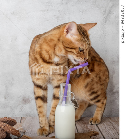 Domestic cat drinks milk from a bottle through a straw. Domestic cat drinks milk from a bottle through a straw. 94332057