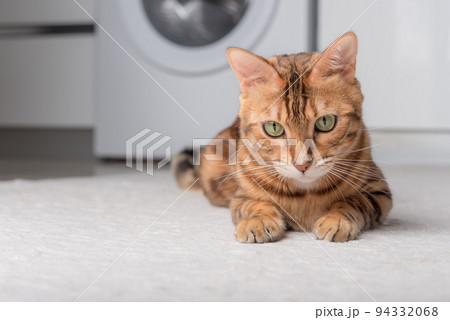 The domestic cat lies on the carpet in the room. 94332068