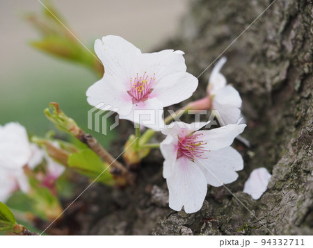 桜 桜 94332711