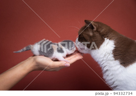 adult cat smelling newborn kitten adult cat smelling newborn kitten 94332734