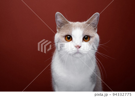 white lilac british shorthair cat portrait on red background 94332775
