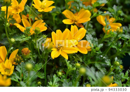 ビデンス(ウインターコスモス) ビデンス(ウインターコスモス) 94333030