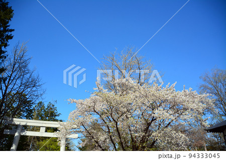 小樽に鎮座する住吉神社 小樽に鎮座する住吉神社 94333045