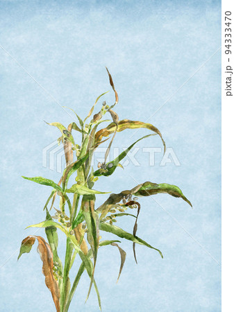 水彩で描いた青空を背景にしたハトムギのイラスト 白バック 水彩で描いた青空を背景にしたハトムギのイラスト 白バック 94333470