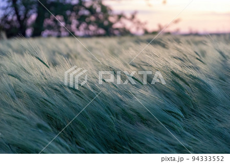 Abstract defocused green wheat field in countryside. Field of wheat blowing in the wind at sunset. Young and green spikelets. Ears of barley crop in nature. Agronomy and food production Abstract defocused green wheat field in countryside. Field of wheat blowing in the wind at sunset. Young and green spikelets. Ears of barley crop in nature. Agronomy and food production 94333552