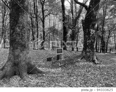 TV on stump in forest 94333625