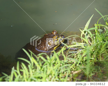 東大寺の池に住むヒキガエル 94334612