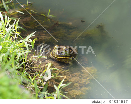 東大寺の池に住むヒキガエル 94334617