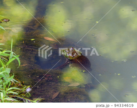 東大寺の池に住むヒキガエル 94334619