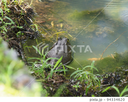 東大寺の池に住むヒキガエル 94334620